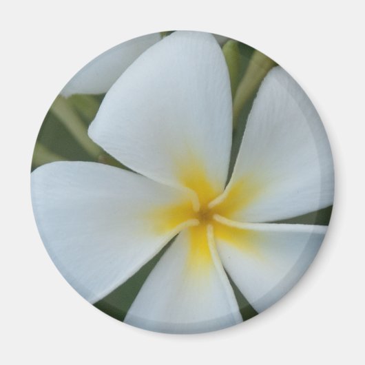 Witte tropische plummeringsbloem uit Fiji Magneet (Voorkant)