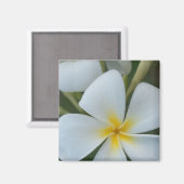 Witte tropische plunjer uit Fiji Magneet (Voorkant / Achterkant)