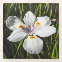 Witte tropische ventilator