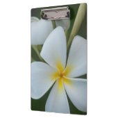 Witte tropische ventilator uit Fiji Klembord (Links)