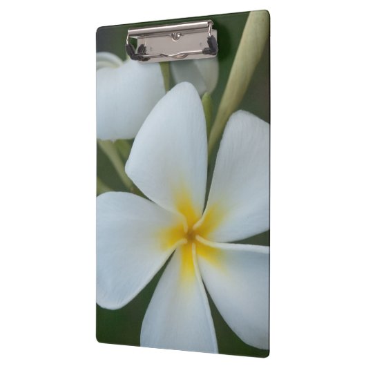 Witte tropische ventilator uit Fiji Klembord (Links)