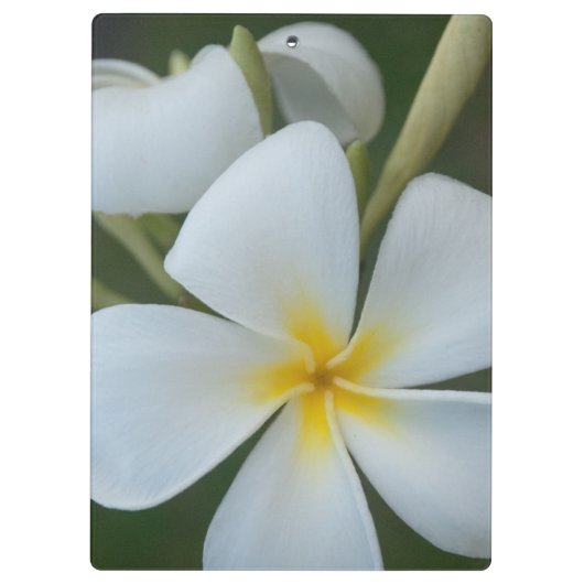 Witte tropische ventilator uit Fiji Klembord (Achterkant)