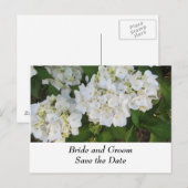 Witte Trouw Hydrangea's Aankondigingskaart (Voorkant / Achterkant)