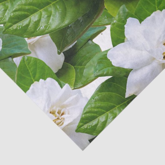 Witte tuinbloemen en groen tissuepapier (Detail)