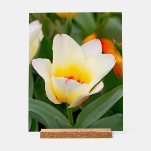 Witte Tulp Acryl Bord (Voorkant)
