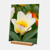 Witte Tulp Acryl Bord (Hoek)