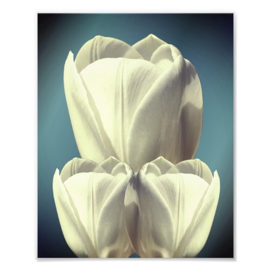 Witte Tulp Bloemen Art 8x10 Foto Afdruk (Voorkant)