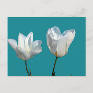 witte tulp bloemen op een aqua blauwe achtergrond briefkaart
