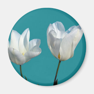 witte tulp bloemen op een aqua blauwe achtergrond magneet