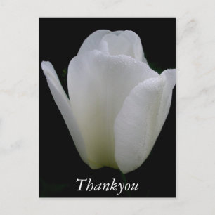 Witte Tulp Briefkaart