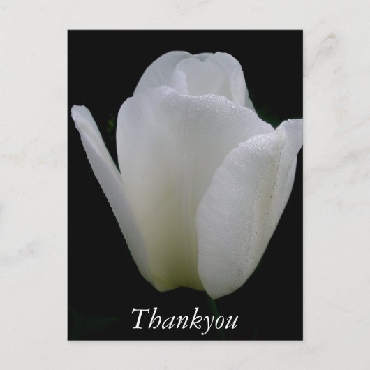 Witte Tulp Briefkaart (Voorkant)