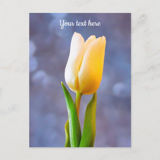 Witte Tulp Briefkaart (Voorkant)