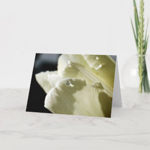 Witte Tulp Kaart