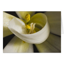 Witte Tulp Krulkaart - Blanco Binnenkant
