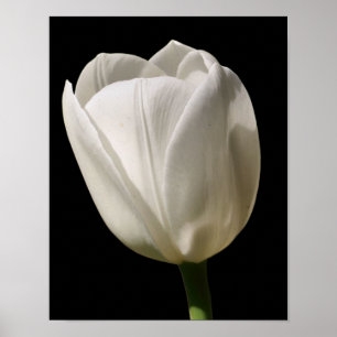 Witte Tulp ventilator in zonlicht Poster