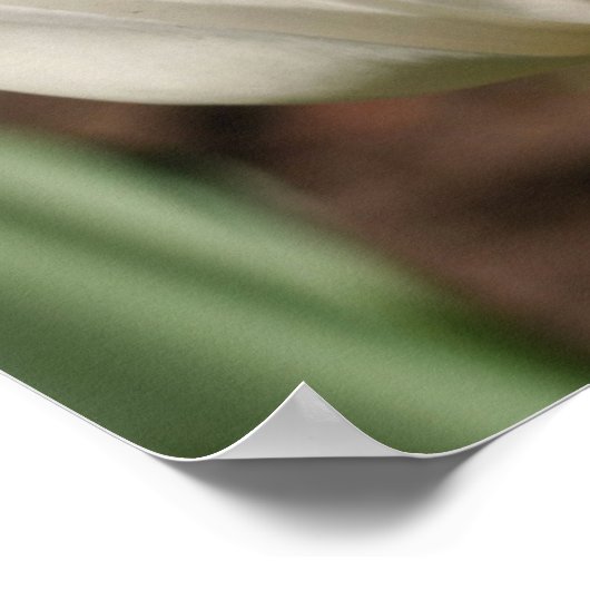 Witte Tulp ventilator in zonlicht Poster (Hoek)