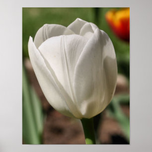 Witte Tulp ventilator in zonlicht Poster