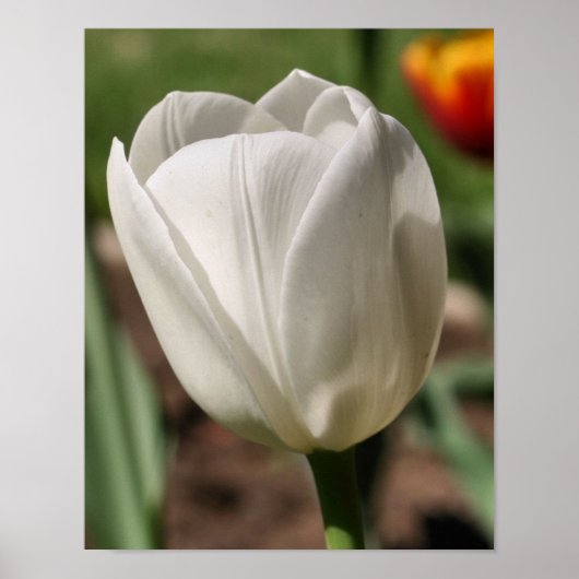 Witte Tulp ventilator in zonlicht Poster (Voorkant)