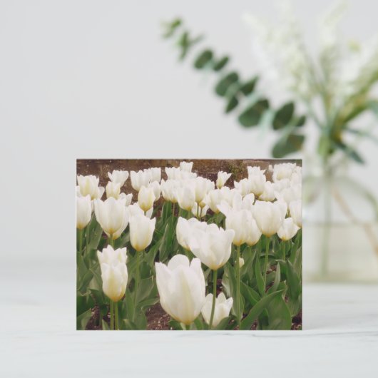 Witte Tulpbloemen Briefkaart (Staand voorkant)