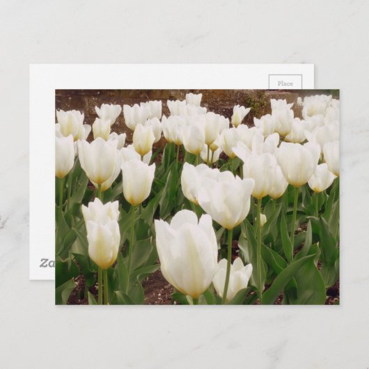 Witte Tulpbloemen Briefkaart (Voorkant / Achterkant)