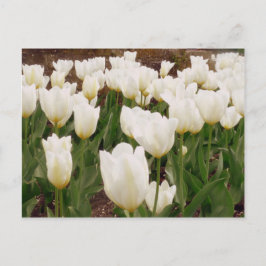 Witte Tulpbloemen Briefkaart