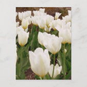 Witte Tulpbloemen Briefkaart (Voorkant)