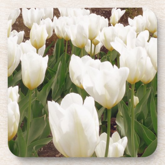 Witte Tulpbloemen Onderzetter (Voorkant)