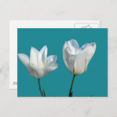 witte tulpbloemen op aqua blauwe achtergrond briefkaart (Voorkant / Achterkant)