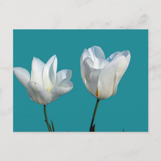 witte tulpbloemen op aqua blauwe achtergrond briefkaart (Voorkant)