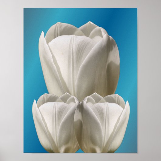 Witte Tulpbloemen Poster (Voorkant)