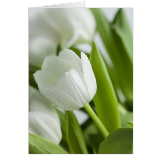 Witte tulpen (Voorkant)