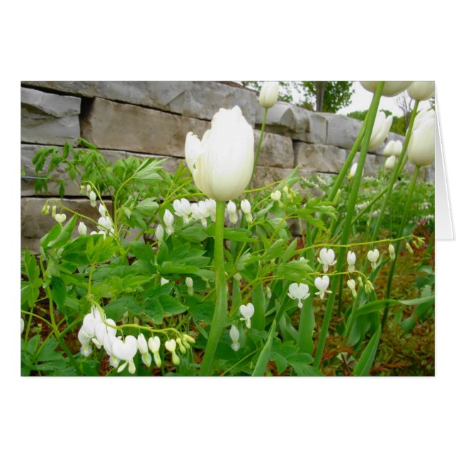 Witte tulpen (Voorkant Horizontaal)