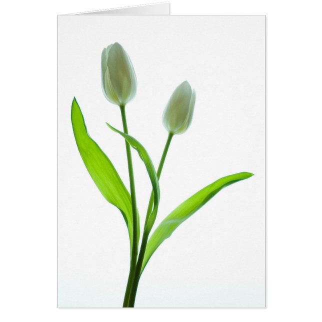 Witte tulpen (Voorkant)
