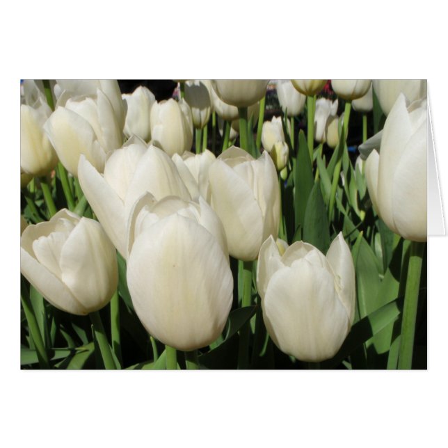 witte tulpen (Voorkant Horizontaal)