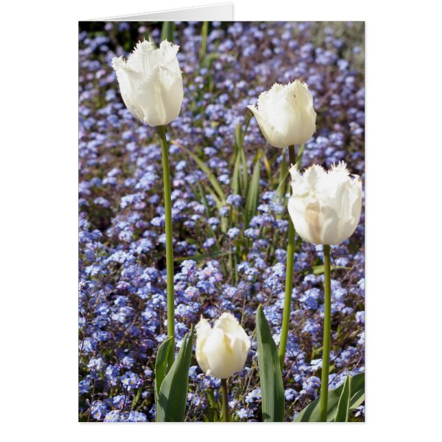 Witte tulpen (Voorkant)