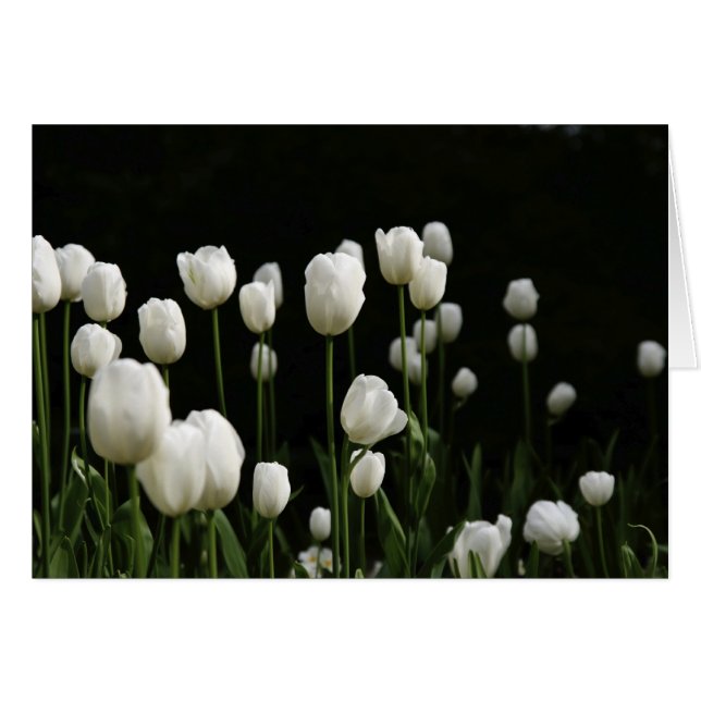 Witte tulpen (Voorkant Horizontaal)