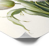 Witte Tulpen Bloemenkunst Print Poster (Hoek)