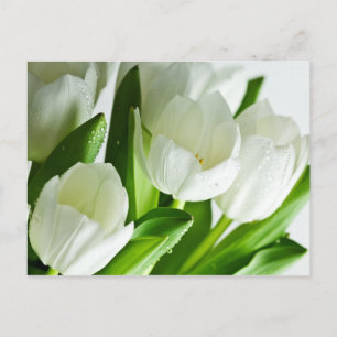 Witte tulpen briefkaart