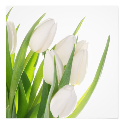Witte Tulpen Foto Afdruk (Voorkant)