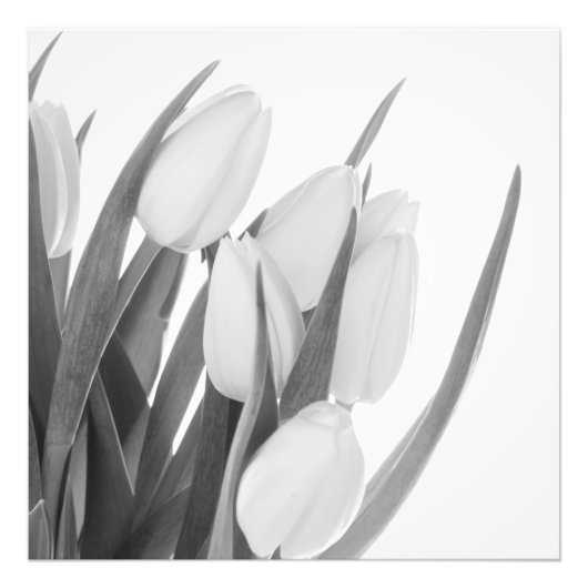 Witte Tulpen Fotoprint Foto Afdruk (Voorkant)