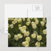 Witte Tulpen in de Boston Gardens Briefkaart (Voorkant / Achterkant)