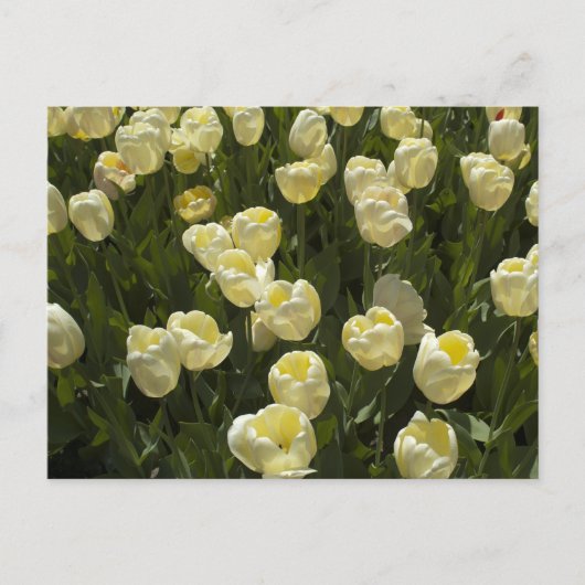 Witte Tulpen in de Boston Gardens Briefkaart (Voorkant)