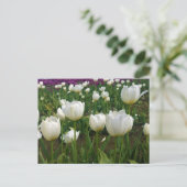 Witte Tulpen in een veld, Oregon Briefkaart (Staand voorkant)