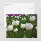 Witte Tulpen in een veld, Oregon Briefkaart (Voorkant / Achterkant)