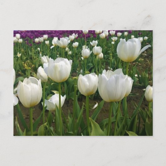 Witte Tulpen in een veld, Oregon Briefkaart (Voorkant)