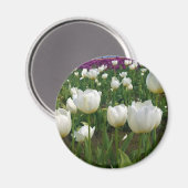 Witte Tulpen in een veld, Oregon Magneet (Voorkant / Achterkant)