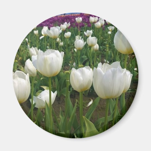 Witte Tulpen in een veld, Oregon Magneet (Voorkant)