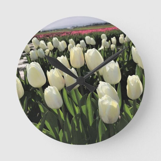 Witte Tulpen in een veld, Oregon Ronde Klok (Voorkant)