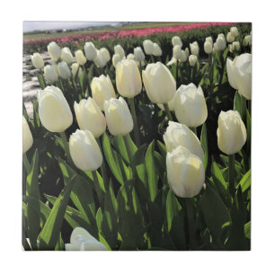Witte Tulpen in een veld, Oregon Tegeltje