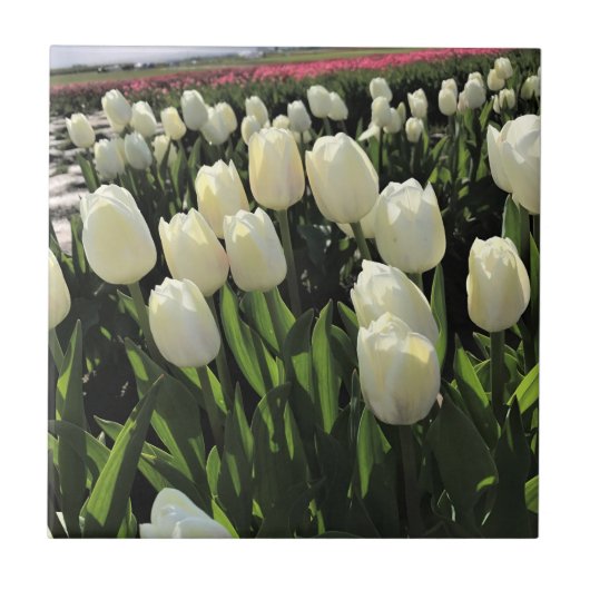 Witte Tulpen in een veld, Oregon Tegeltje (Voorkant)